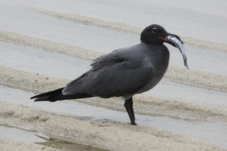 galapagos